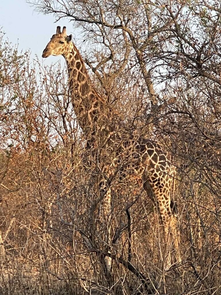 Home whatsapp image 2025 07 29 at 8.49.06 pm (2)